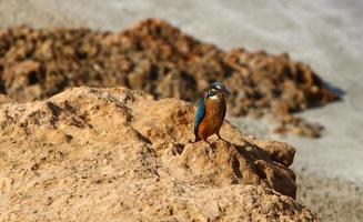 The kingfisher sits on the rocks on the seashore. photo