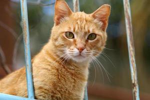 el gato doméstico es un mamífero de la familia de los felinos del orden carnivora. foto