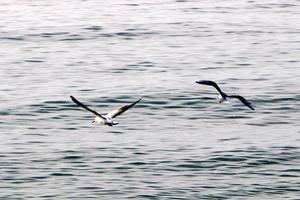 Birds in the sky over the Mediterranean Sea. photo