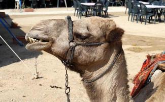 un camello jorobado vive en un zoológico en israel. foto