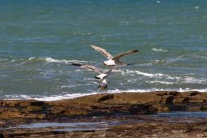 Birds in the sky over the Mediterranean Sea. photo