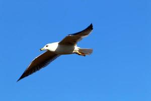 Birds in the sky over the Mediterranean Sea. photo