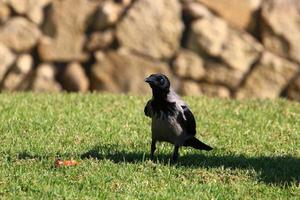 A gray crow sits in a city park in Israel. photo
