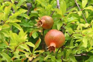 Pomegranates on a tree in a city park. photo