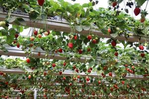 Strawberries grow on a kibbutz in Israel. photo