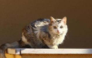 The domestic cat is a mammal of the cat family of the carnivora order. photo