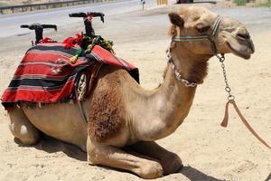 un camello jorobado vive en un zoológico en israel. foto