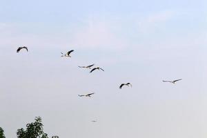 pájaros en el cielo sobre el mar mediterráneo. foto