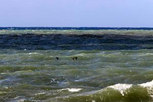 Birds in the sky over the Mediterranean Sea. photo