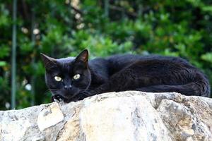 el gato doméstico es un mamífero de la familia de los felinos del orden carnivora. foto