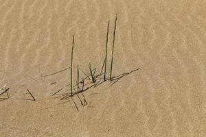 Green plants and flowers grow on the sand in the desert. photo