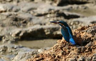 The kingfisher sits on the rocks on the seashore. photo