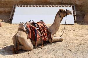 A humped camel lives in a zoo in Israel. photo