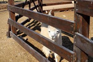 Alpacas on a farm in the Negev desert. photo