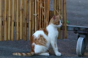 el gato doméstico es un mamífero de la familia de los felinos del orden carnivora. foto