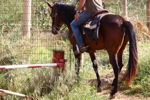 Domestic horses at a stable in Israel. photo