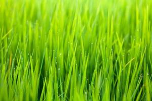 green rice field nature background photo