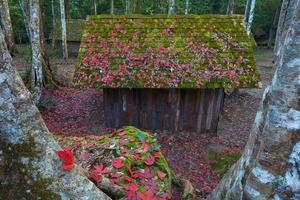 Red maple leaf wit Political and Military School at Phu hin Rong Kla National Park, Thailand photo