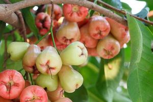 Rose apples on tree photo