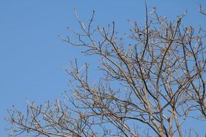 Tree twigs with bare trunks and branches photo