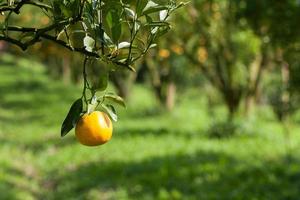 Closeup fresh orange on plant, orange tree photo