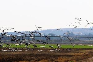 A flock of cranes in northern Israel. photo