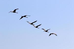 A flock of cranes in northern Israel. photo