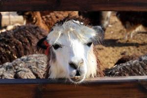 alpacas en una granja en el desierto de negev. foto