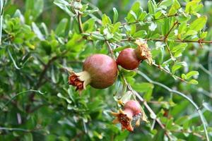 Pomegranates on a tree in a city park. photo