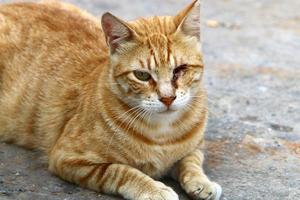 The domestic cat is a mammal of the cat family of the carnivora order. photo