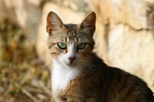 The domestic cat is a mammal of the cat family of the carnivora order. photo