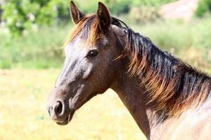 Domestic horses at a stable in Israel. photo