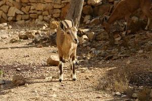 Goats live in a nature reserve in the Negev desert. photo