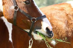 Domestic horses at a stable in Israel. photo