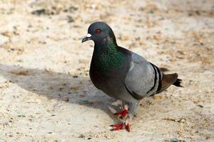 Wild pigeons in a city park in Israel. photo