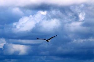 Birds in the sky over the Mediterranean Sea. photo