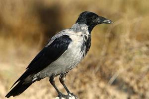 A gray crow sits in a city park in Israel. photo