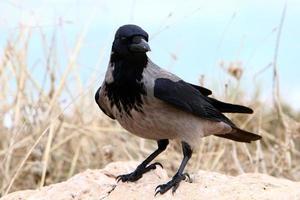 A gray crow sits in a city park in Israel. photo