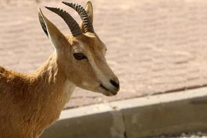 las cabras viven en una reserva natural en el desierto de negev. foto