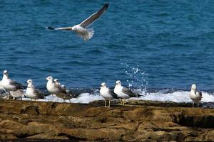 A seagull sits on the shore of the Mediterranean Sea. photo