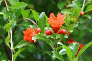 Pomegranates on a tree in a city park. photo