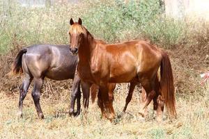 Domestic horses at a stable in Israel. photo