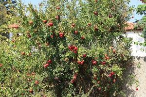 Pomegranates on a tree in a city park. photo