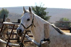 Domestic horses at a stable in Israel. photo