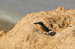 The kingfisher sits on the rocks on the seashore. photo