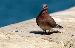 Wild pigeons in a city park in Israel. photo