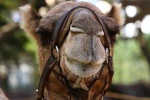 un camello jorobado vive en un zoológico en israel. foto