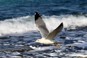 Birds in the sky over the Mediterranean Sea. photo