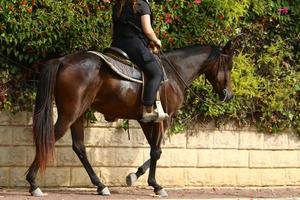 Domestic horses at a stable in Israel. photo