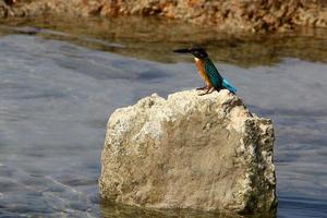 The kingfisher sits on the rocks on the seashore. photo